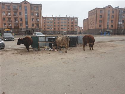 В Кызылорде начались массовые задержания животных 
