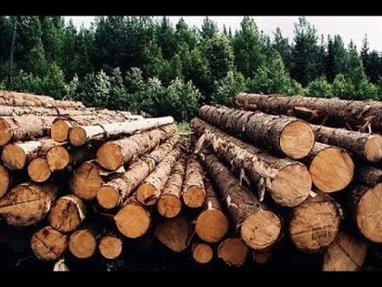 Запрет на вывоз лесоматериалов введен в РК