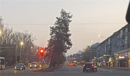 "Не рухнет - не заметят" - алматинцев беспокоит накренившееся дерево посреди проезжей части одной из главных улиц