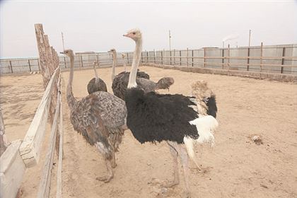 Маленькие мозги и большие яйца: что даст страусиная ферма западу Казахстана