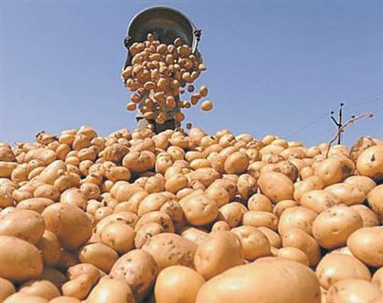 Останется ли Узбекистан без казахской картошки