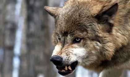 Волчица набросилась на мужчину во дворе его дома в Костанайской области