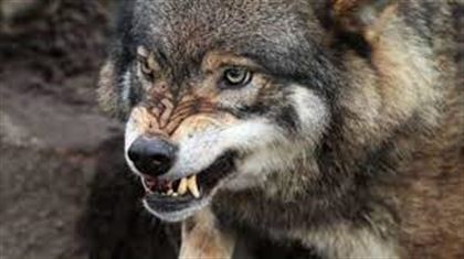В Костанайской области голодный волк напал на мужчину