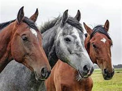 Эксперт считает, что безнадзорные лошади наносят ущерб биоразнообразию
