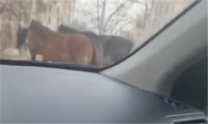 Алматинцев удивило стадо лошадей на одной из проезжих улиц города