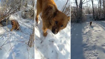 Собака попала в заячий капкан в Павлодарской области
