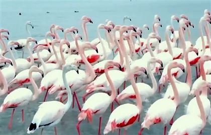 Фламинго прилетели в Актау