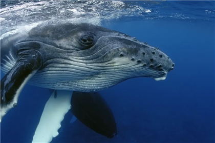 Как киты улучшают экологию планеты