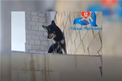 В Павлодаре закрытая на балконе собака прыгнула с пятого этажа