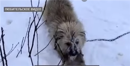 Житель Акмолинской области ворвался к соседям и зарезал собаку