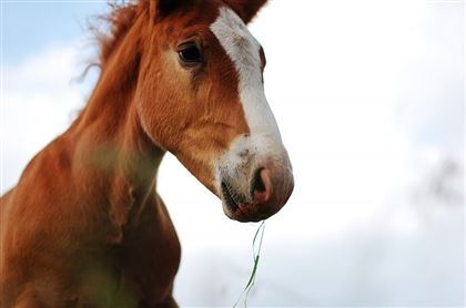 Скотокрады украли табун лошадей на 40 миллионов тенге в Алматинской области