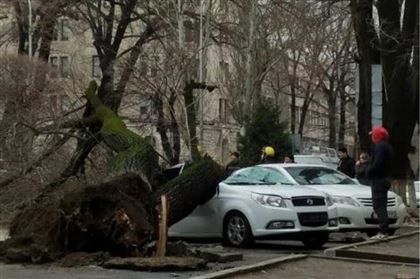 В Алматы участились случаи падения деревьев - акимат назвал причину