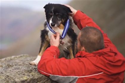 Проработавшую в горах 11 лет собаку-спасателя наградили после выхода на пенсию