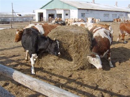Падеж скота от неизвестной болезни произошел в СКО