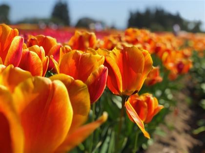 В Туркестанской области может не остаться краснокнижных тюльпанов 