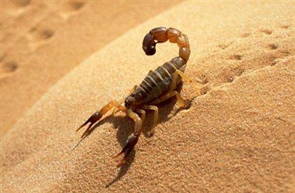 Скорпионы напугали жителей Атырауской области 