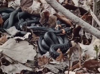 Скопление змей на берегу реки в Уральске попало на видео