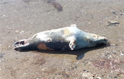 Около 50 тушек нерпы обнаружил житель Мангистау на побережье Каспийского моря