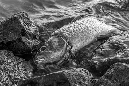 100 кг рыбы погибло в озере на севере Казахстана