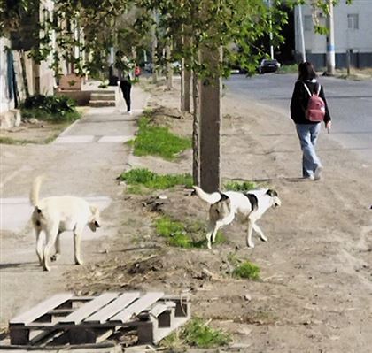 Женщины в Атырау потребовали разрешить отстрел бездомных собак