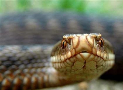 Все больше сообщений о змеях получают спасатели Шымкента