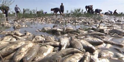 Рыба в Прикаспии дохнет от бездействия чиновников