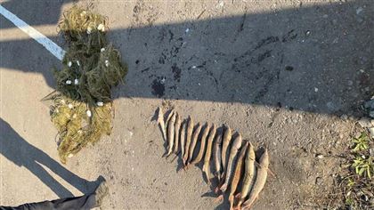 В Павлодаре у мужчины изъяли 15 кг рыбы осетровых пород