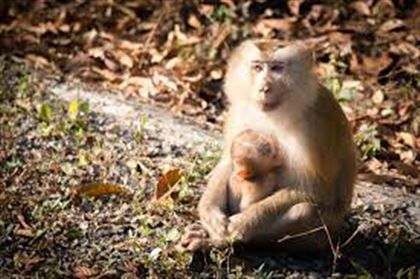  Вспышки оспы обезьян зафиксировали в 12 странах