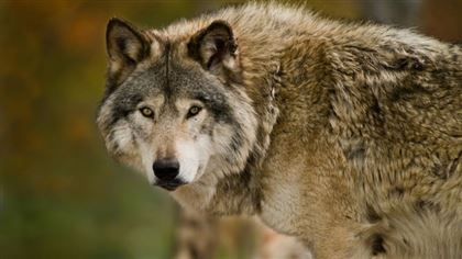 Жители ЗКО бьют тревогу из-за нападений волков