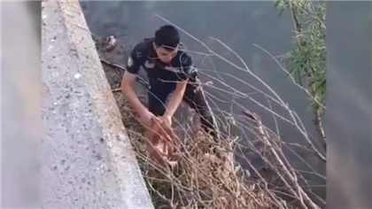 В Усть-Каменогорске полицейские спасли кота, который упал в реку