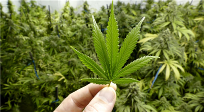 В Алматинской области мужчина в огороде выращивал марихуану