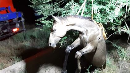 В Шымкенте спасатели вытащили из ямы упавшую лошадь