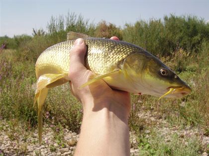 Сами с усами: редчайшую рыбу пытаются вырастить в Казахстане