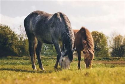 Лошади в Северо-Казахстанской области подхватили неизвестную болезнь