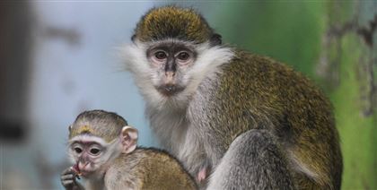 О причинах вспышки оспы обезьян рассказал вирусолог