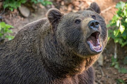 МВД РФ возбудило дело после убийства медведя с помощью взрывчатки