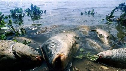 В Усть-Каменогорске в реке погибла рыба из-за сточных вод