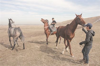 Где была впервые одомашнена лошадь? Ученый вновь привел доводы в пользу Казахстана