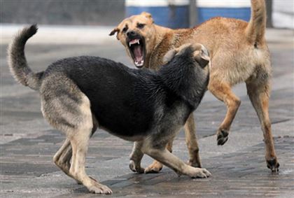 Ветеринарные службы подделывали документы об отстреле собак в Атырау