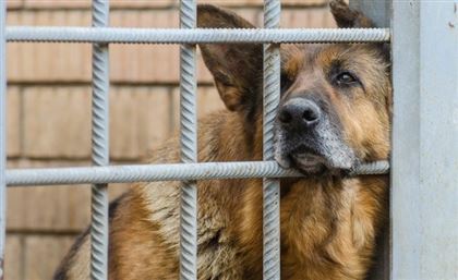 В Алматы ежедневно отлавливают 25 бродячих собак