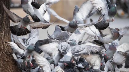 "Зловонный запах, трупы голубей валяются": опасных инфекций боятся алматинцы