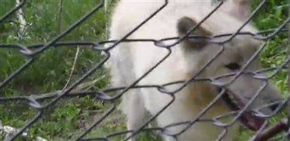Белые полярные волки появились в алматинском зоопарке 