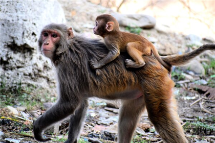 Учёные сообщили, что обезьянья оспа развивается быстрее, чем ожидалось