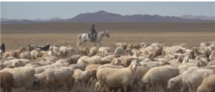 20 тысяч гектаров пастбищ возвращены государству в Актюбинской области