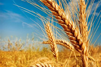 Казахстан ввел ограничения на вывоз муки и пшеницы