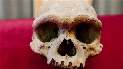 В Испании нашли фрагмент лица самого древнего европейца