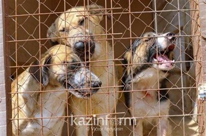Сколько денежных средств выделено на отлов и содержание бродячих животных в Нур-Султане, рассказал сотрудник акимата