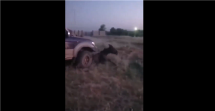 Казахстанцев шокировало видео, на котором водитель безжалостно дважды переехал живую лошадь