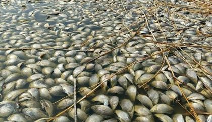 В СКО в озере погибло 400 кг рыбы