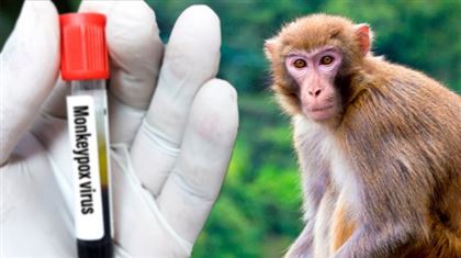 В Таиланде выявили первый случай заражения оспой обезьян